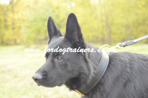 The Best 2 Ply Leather Agitation Dog Collar for German Shepherd