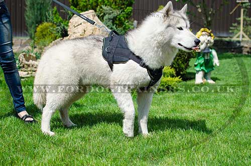 Akita Husky Dog Harness with Handle | Nylon Dog Harness NEW