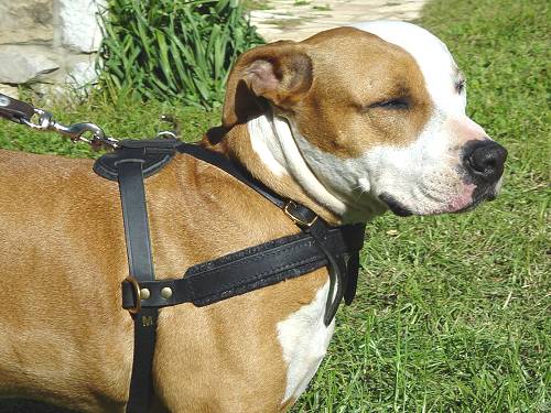 Dog harness for pulling