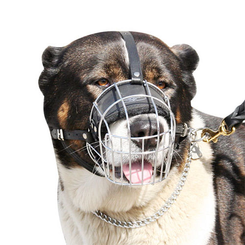 Buy the Best Caucasian Shepherd Muzzle Size and Shape