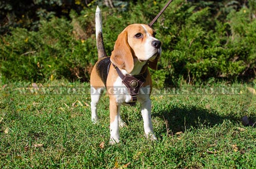 Beagle Harness Royal Design | Small Dog Harness for Beagle