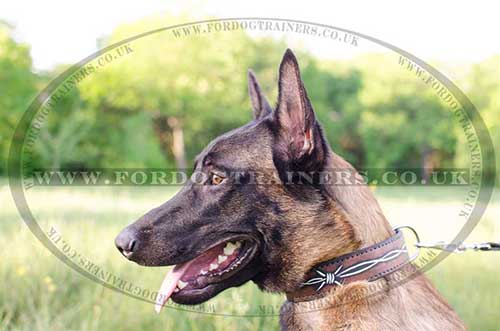 Belgian Shepherd Collars UK Painted "Barbed Wire"