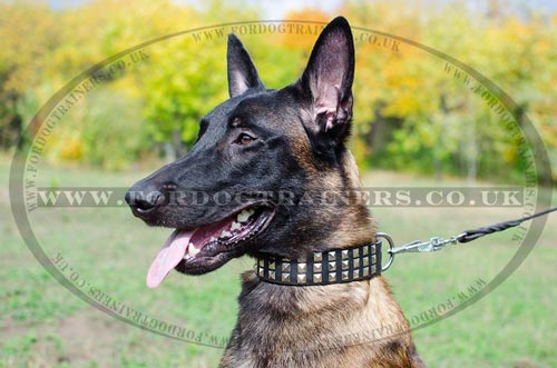 Belgian Malinois UK Dog Collars | Designer Dog Collars NEW