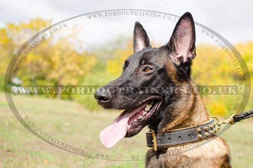 Royal Dog Collars for Belgian Shepherd Malinois!