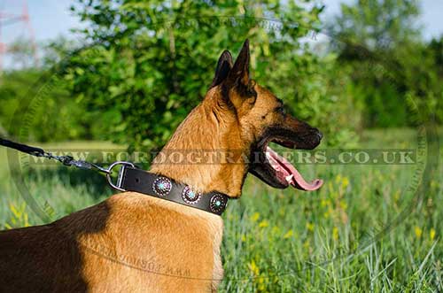 Belgian Shepherd Dog Collar with Studs | Designer Dog Collar