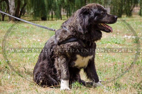 Stitched Leather Dog Pulling Harness for Caucasian Shepherd