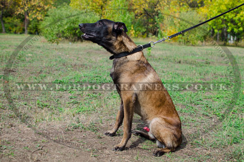 Dog Collar for Malinois Training | Dog Slip Collar with Buckle