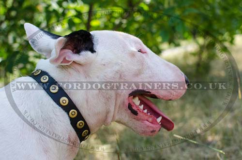 Best Dog Collars for Bull Terriers | Studded Leather Dog Collars