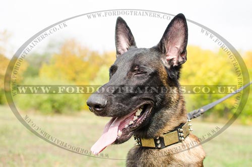 Best Dog Collars for Belgian Malinois | Leather Collars Spiked