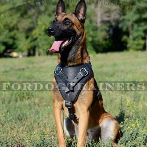 Best harness shop for belgian malinois