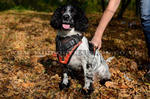 "Flame" Design Soft Chest Dog Harness for Springer Spaniel