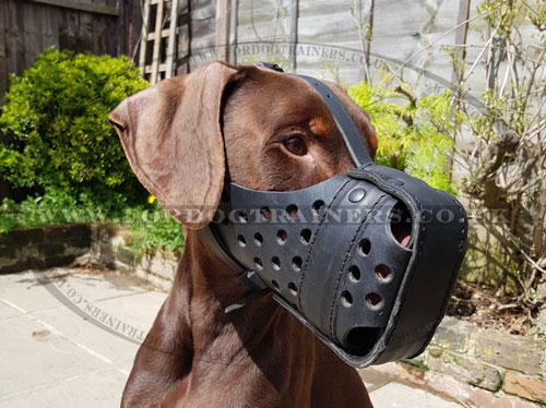Best Doberman Leather Muzzle for Dog Training and Stop Chewing