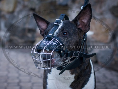 English Bull Terrier Muzzle UK Bestseller for Individual Breed - Click Image to Close