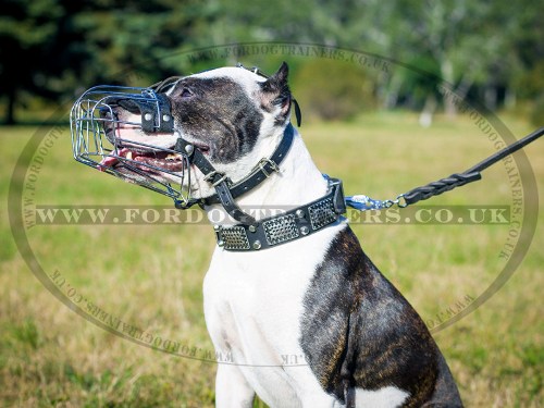 Perfect Pitbull Dog Muzzle Size with Padded Basket