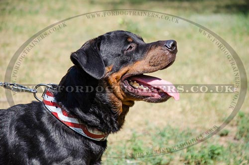 Dog Collars American Straps and Stars Painted Style