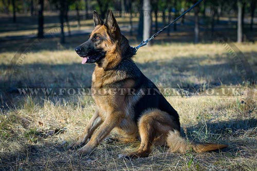 Spiked German Shepherd Leather Collar