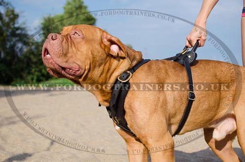 Harnesses for Dogue de Bordeaux