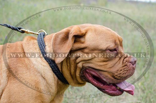 Strong Braided Dog Collar of 2 Ply Leather for Dogue De Bordeaux