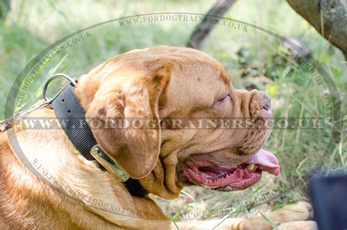 Durable Nylon Dog Collar with ID Tag for Dogue De Bordeaux