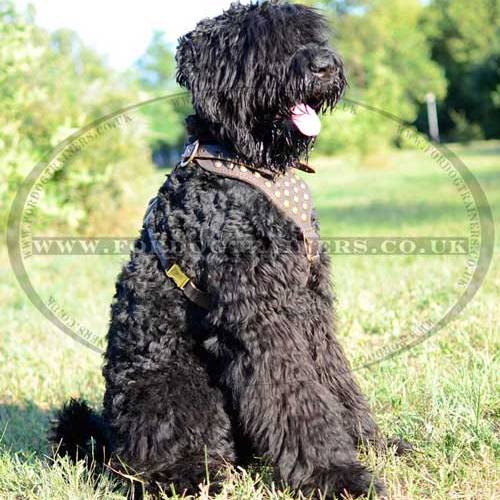 Dog Harness for Black Russian Terrier for sale - Click Image to Close