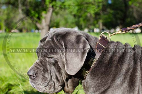 Blue Neapolitan Mastiff Dog Leather Collar with Plates