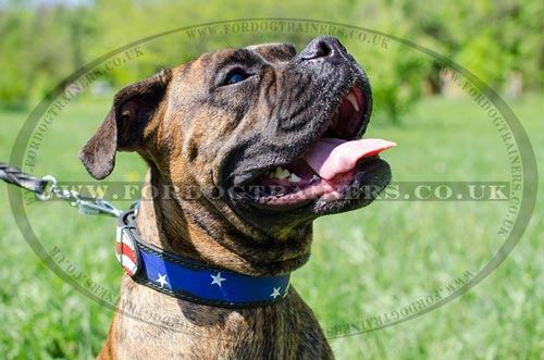Super Stylish Dog Collars for Boxer Dog Walking