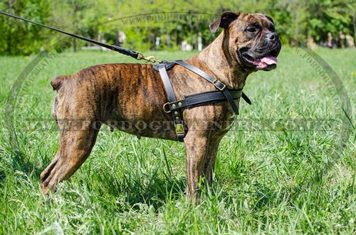 Leather Dog Pulling Harness for Boxer Dogs