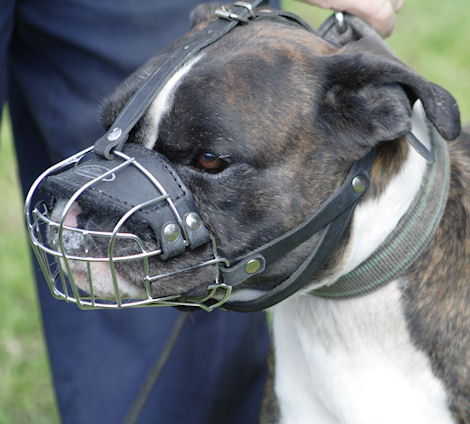 Boxer Muzzle UK Bestseller | Best Wire Dog Muzzle for Boxer