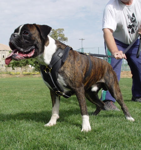 Boxer harness UK