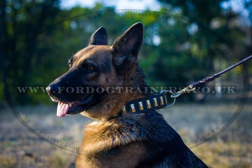 Smart German Shepherd Collar with Brass Plates