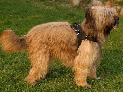 Briard harness UK