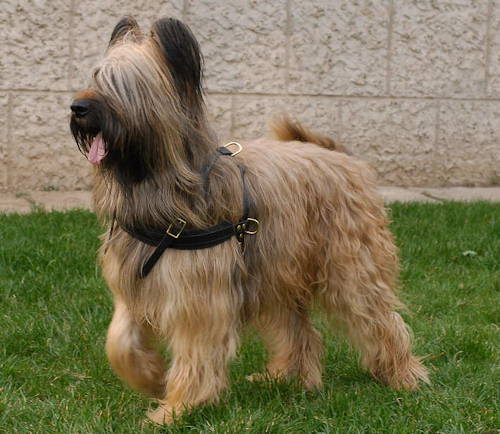 Briard Harness UK for Dog Weight Pulling and Dog Walking