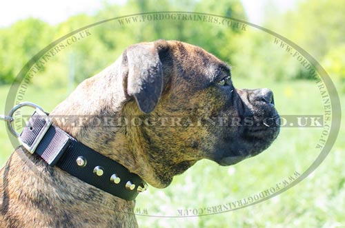 Strong Boxer Dog Collar with Buckle and Glossy Pyramids