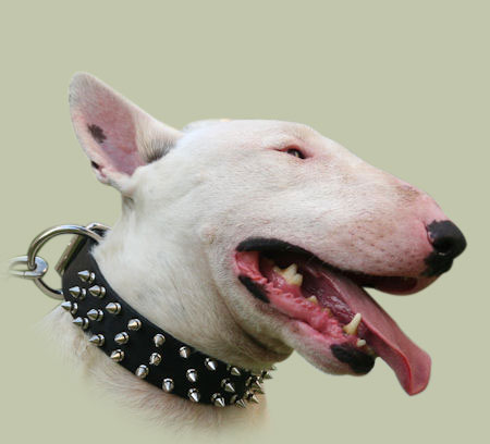 Spiked English Bull Terrier Collar
