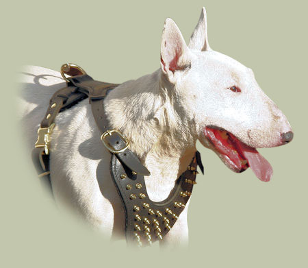 Bull Terrier Harness with Brass Spikes | Luxury Dog Harness