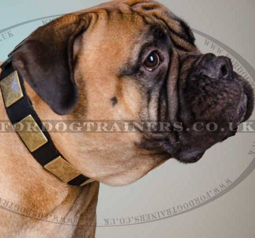Bullmastiff Dog Collar with Brass Plates | Large Dog Collar