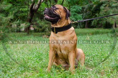 2 Ply Leather Dog Collar for Strong, Big Dogs Like Bullmastiff