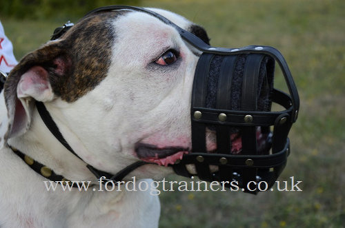 Large Dog Leather Muzzle for American Bulldog - Click Image to Close