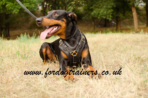 The Best Doberman Harness Choice, Padded Leather Y-Shaped Chest - Click Image to Close