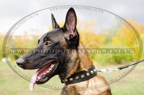 Dog Collars for Sale for Malinois | Buy Dog Collar, Nylon&Plates