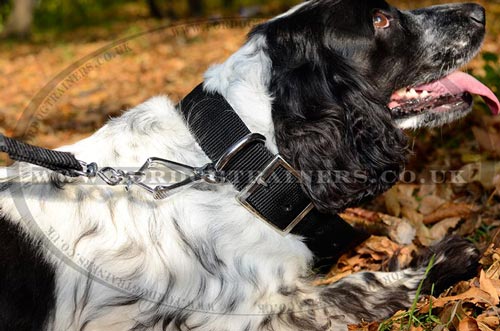 English Springer Spaniel Dog Collar Size for Daily Use, Nylon