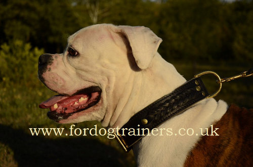 American Bulldog Collars UK Braided Leather Design