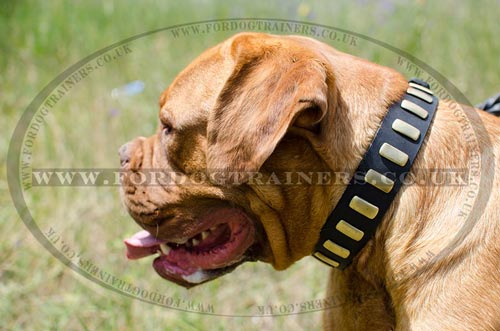 Dogue de Bordeaux Gorgeous Wide Collar With Brass Plates