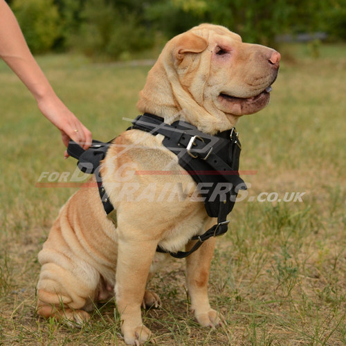 Shar Pei Harness for Sale | Shar Pei Training Harness