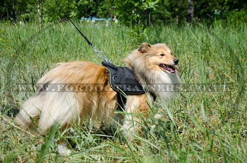 Nylon Dog Harness for Sheltie - Comfort, Reliability & Control