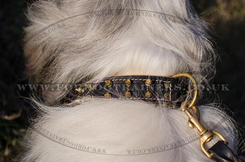 Nappa Padded Soft Dog Collar for Russian Shepherd, Brass Spiked