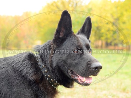 The Best GSD Collar for Large Dogs with Spikes and Studs