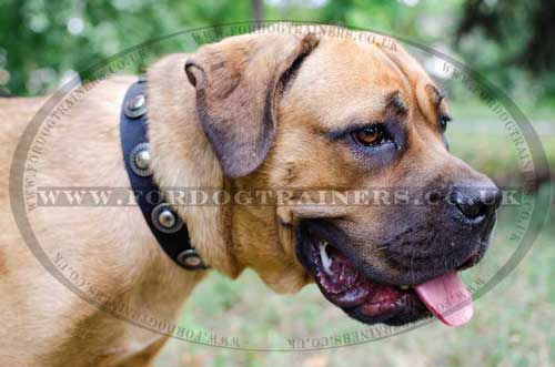 Cane Corso Collar with Medals | Nylon Dog Collar for Cane Corso