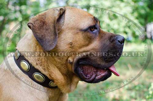 Cane Corso Dog Collar Brass Plates Design | Designer Dog Collar
