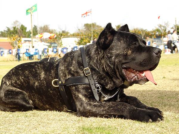 Cane Corso Dog Training Harness UK | Leather Dog Harness